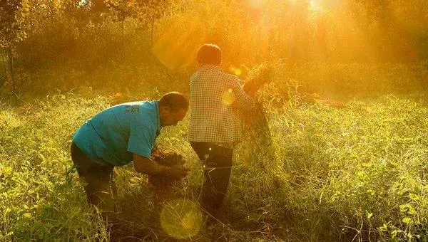 花生什么时候施肥最好 花生什么时候控旺最好