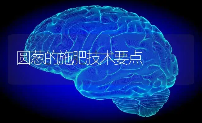 圆葱的施肥技术要点 | 蔬菜种植