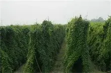 山药种植的施肥技术