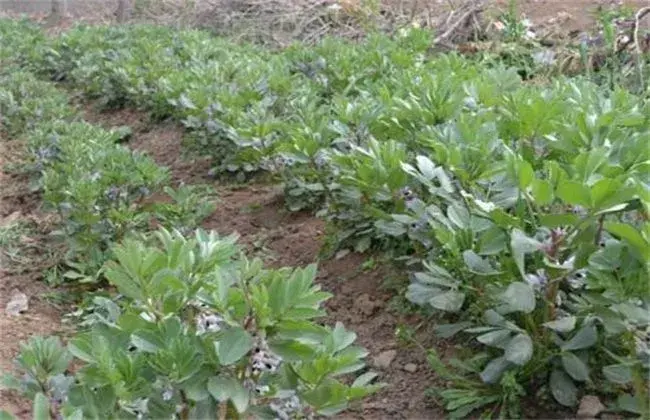 蚕豆高产种植技术