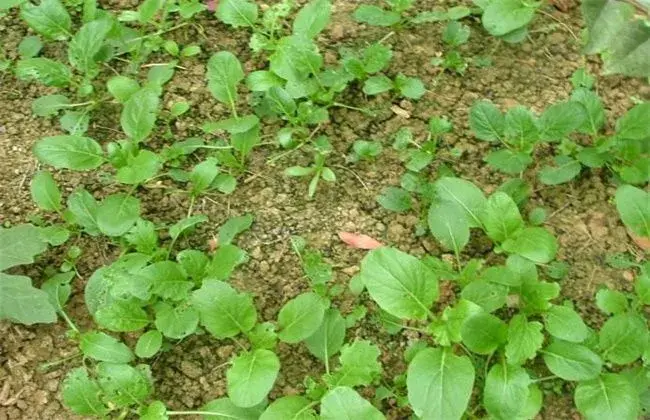 菜心育苗技术