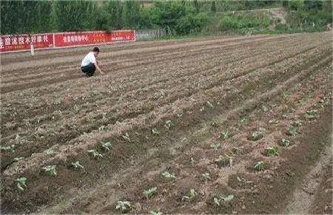 豇豆订植后怎样管理