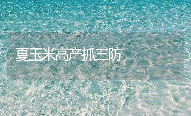 夏玉米高产抓三防 | 植物病虫害