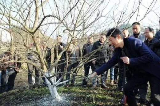 不一样树龄的李树如何进行冬天修剪