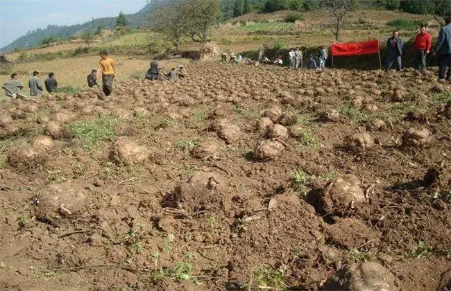 怎样做好魔芋的病虫害防治和治疗工作