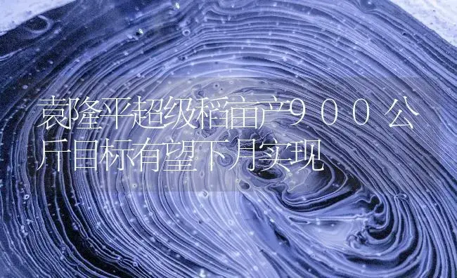 袁隆平超级稻亩产900公斤目标有望下月实现 | 农资农机