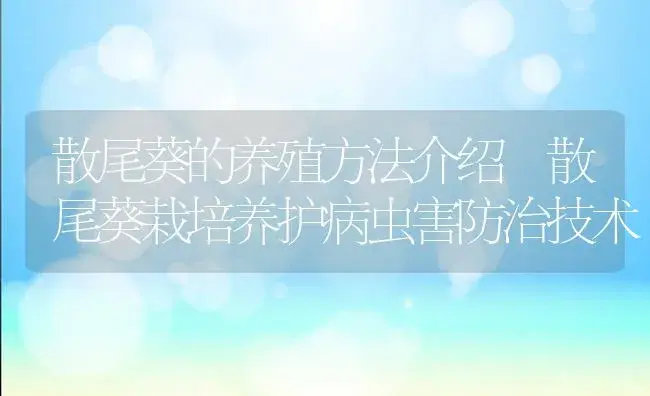 散尾葵的养殖方法介绍 散尾葵栽培养护病虫害防治技术 | 植物病虫害