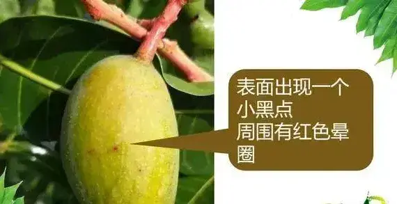 芒果黑心病发病规律症状及防治方法