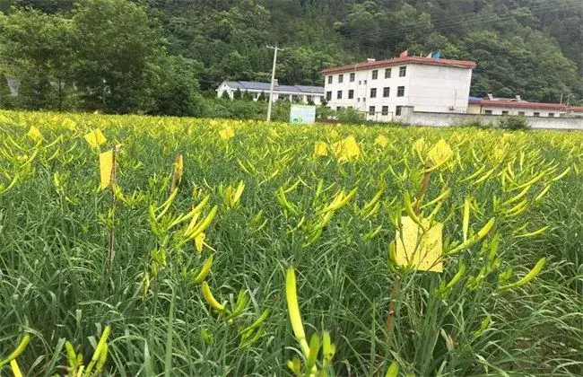 黄花菜成长环境