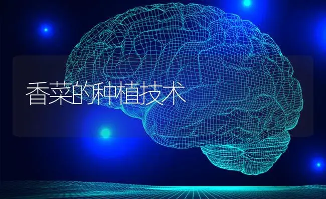 香菜的种植技术 | 蔬菜种植