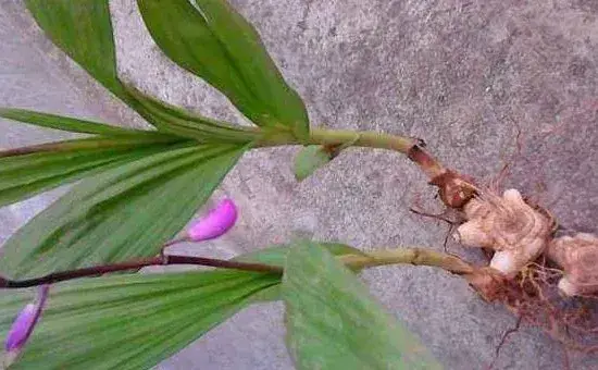 白芨种植条件和注意方法，建议阴坡种植，勤施薄肥