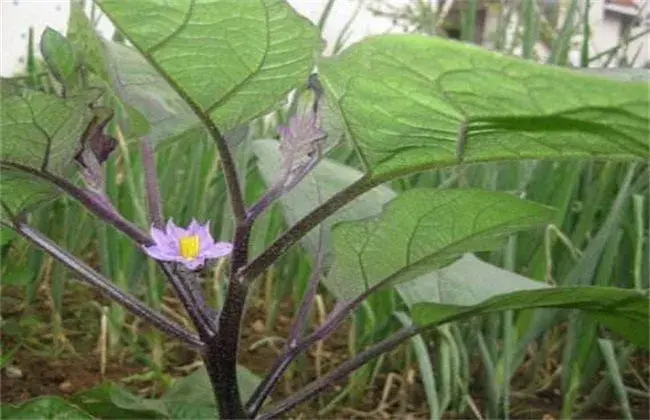 茄子落花怎样防治和治疗