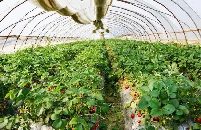 塑料棚室种草莓堤防早防红蜘蛛