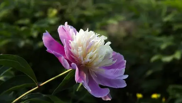 芍药怎么种 芍药花的种植方法与注意事项