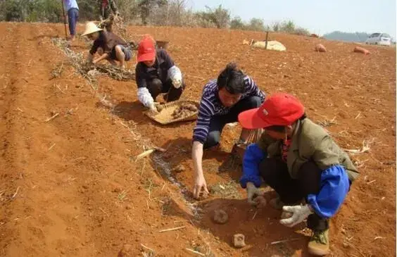 魔芋栽培一亩地用种量是多少,株行距和深度是多少？