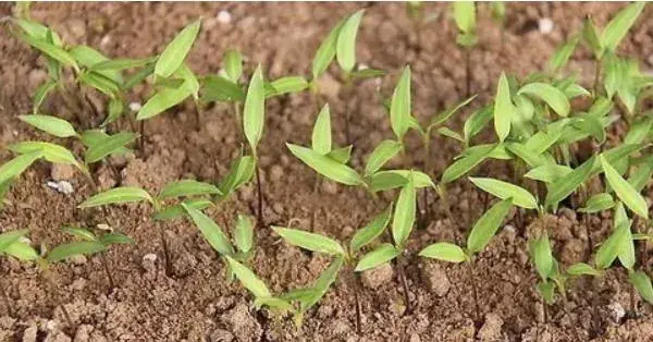 朝天椒种植时间和方法，3月中旬播种，需积极施肥保证产量