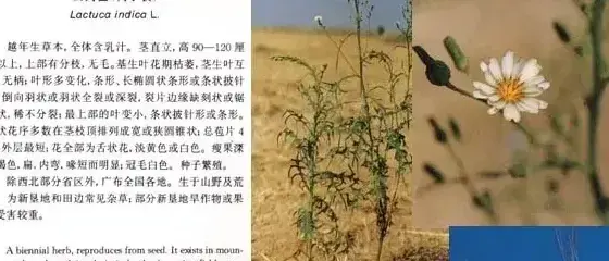 菊科杂草