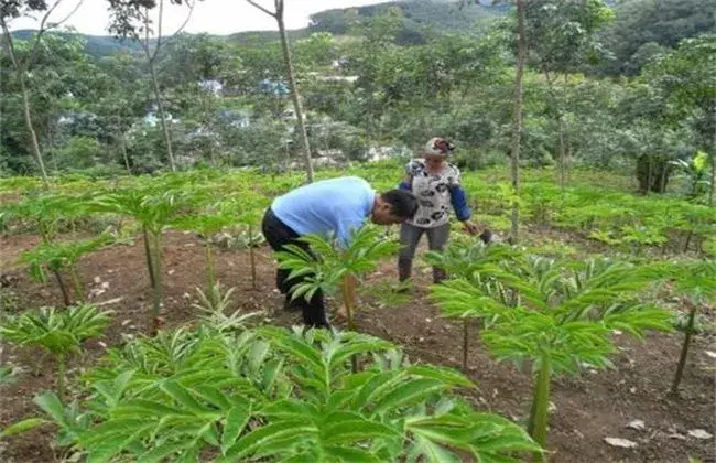 魔芋的施肥技术