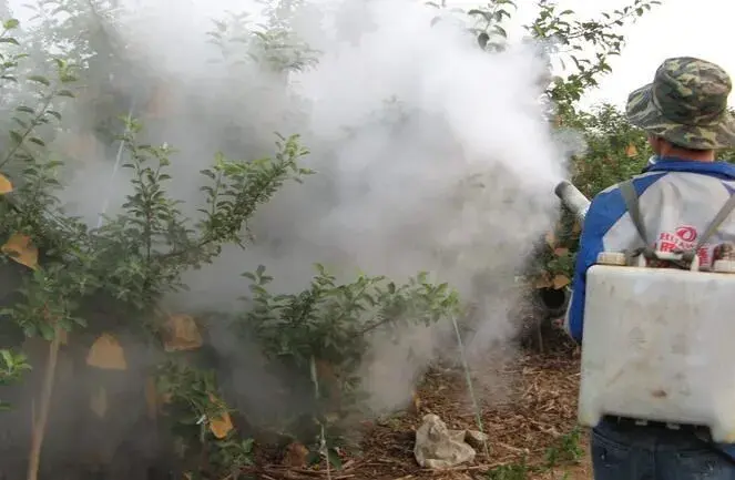 高温天气 果树打药堤防啥？这四个禁忌要知道