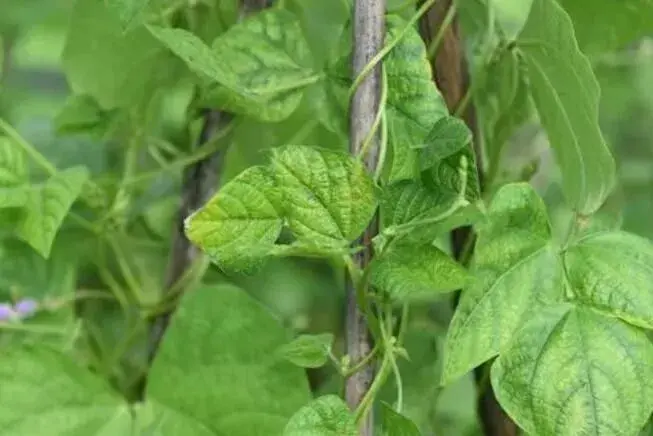 蔬菜重要病害防治和治疗技术