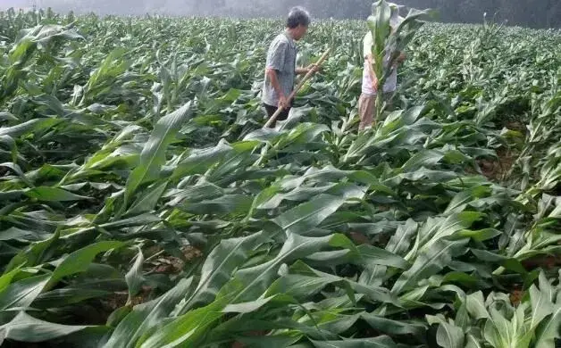 大雨大风后，玉米倒伏怎么办？玉米地被淹怎样处理减少损失？