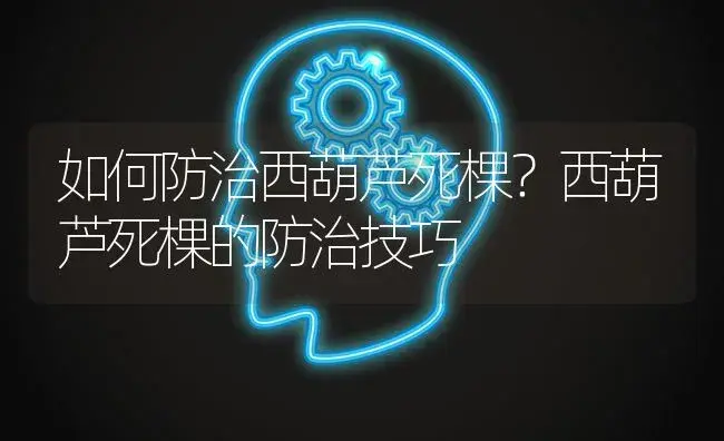 如何防治西葫芦死棵？西葫芦死棵的防治技巧 | 蔬菜种植