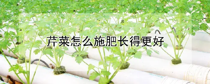 芹菜怎么施肥长得更好