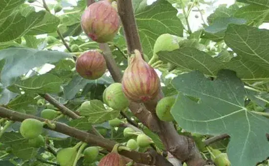 无花果种的又大又好吃，施肥方法学习下