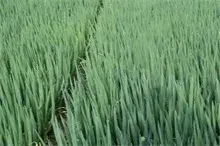 元藏大葱高产的栽培技术