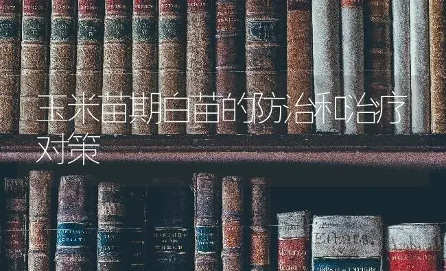 玉米苗期白苗的防治和治疗对策 | 蔬菜种植