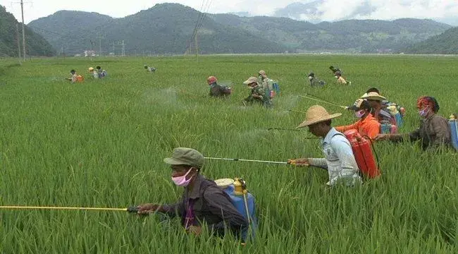 农药的科学使用技巧