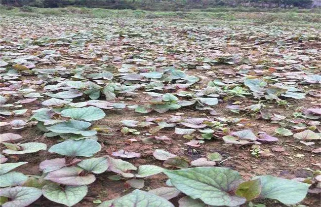 鱼腥草施肥管理