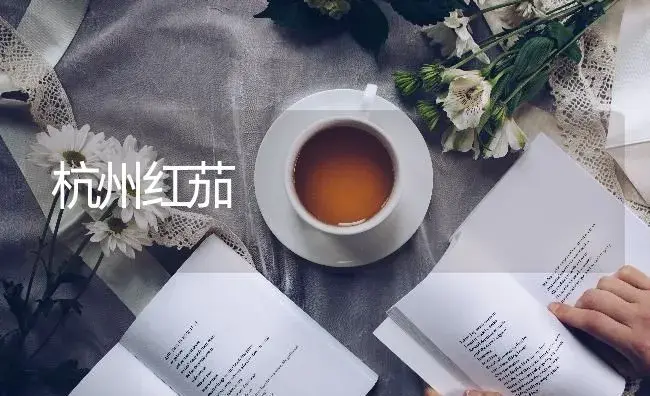 杭州红茄 | 蔬菜种植