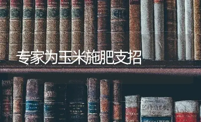 专家为玉米施肥支招 | 蔬菜种植