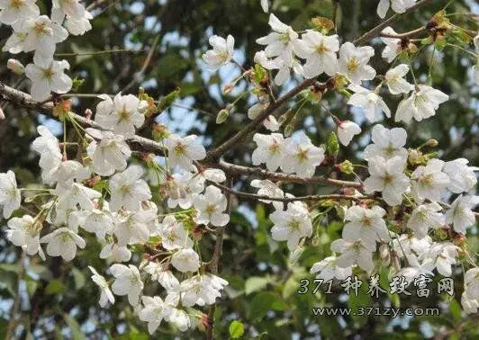 樱桃花期的肥水管理要点