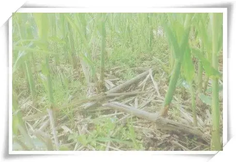 春季蔬菜芦笋是什么类植物？主要生长在哪些地方？