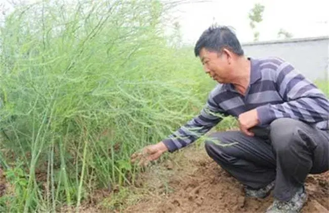 芦笋的施肥技术