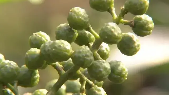 龚红印种香椿和向启明种花椒下狠手夺高产