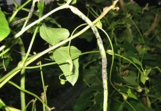 豇豆蚜虫、红蜘蛛咋防治和治疗