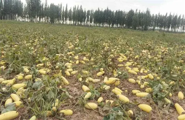 西葫芦高产种植技术