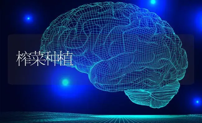 榨菜种植 | 蔬菜种植