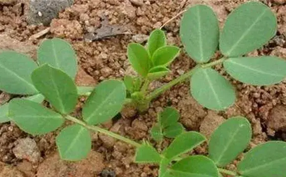 花生施肥时间及技术方法