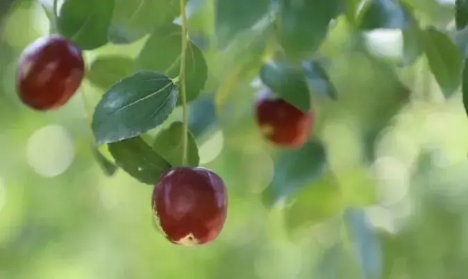 茌平圆铃大枣栽培探秘