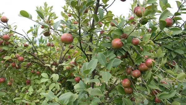 油茶常见的病虫害有哪些？防治措施有哪些