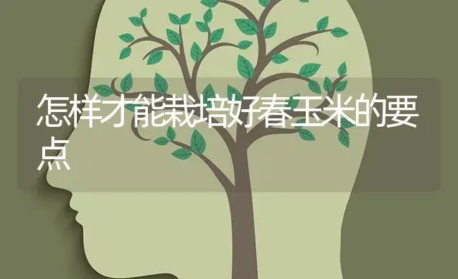 怎样才能栽培好春玉米的要点 | 蔬菜种植