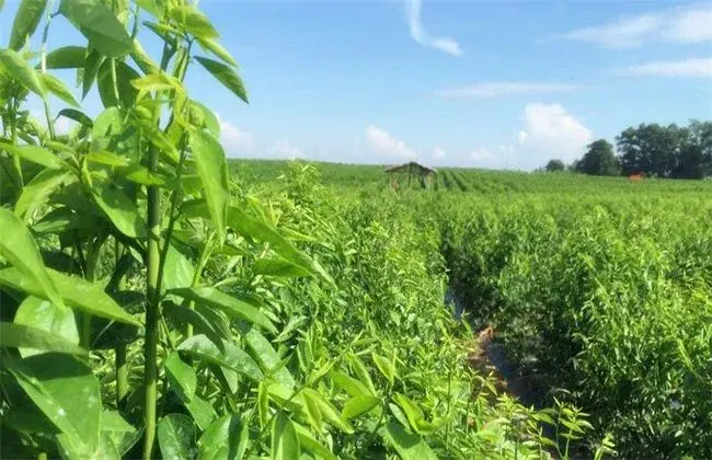 野菜栽培小心事项