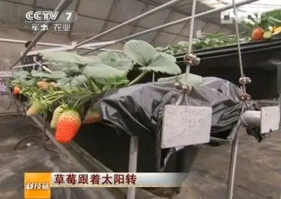 棚室草莓科学栽培技术视频～草莓跟着太阳转