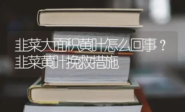 韭菜大面积黄叶怎么回事？韭菜黄叶挽救措施 | 蔬菜种植