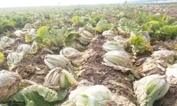 白菜软腐病的发病症状及防治方法