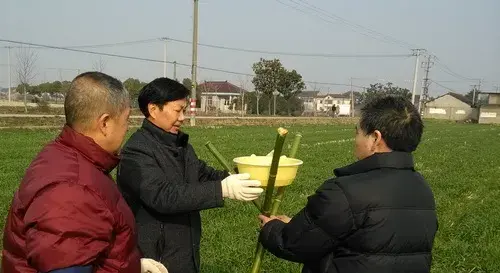 小麦白粉病症状和防治措施介绍